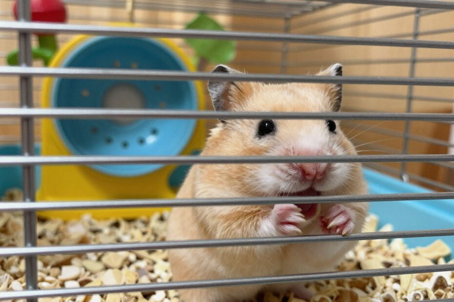 Co zrobić gdy chomik gryzie klatkę