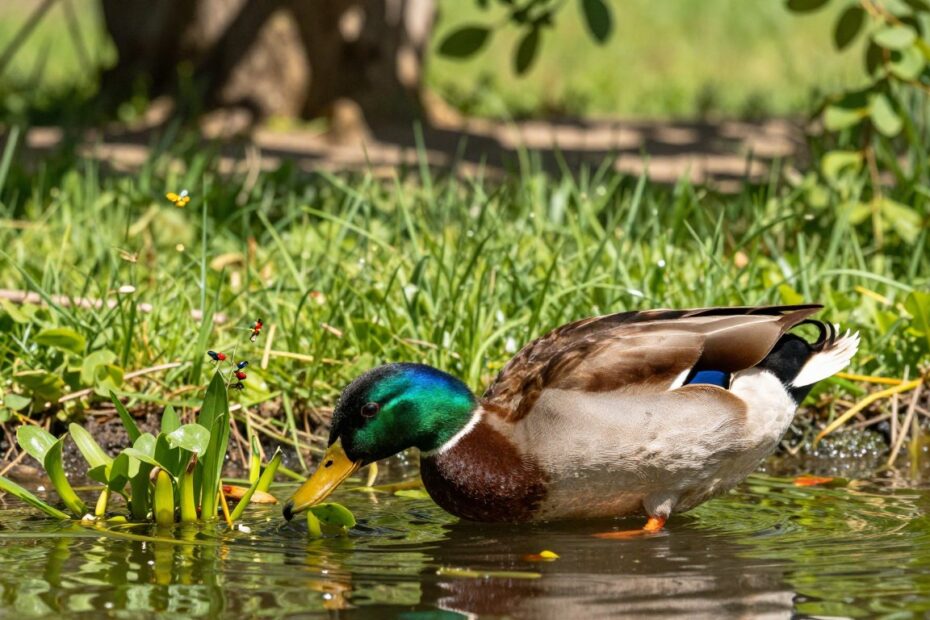 Ile żyje kaczka biegus
